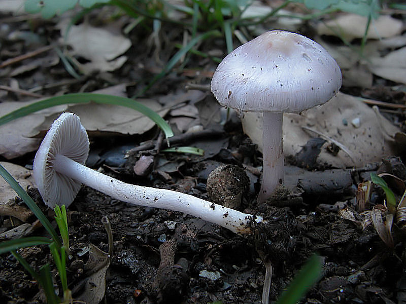 Inocybe geophylla var.lilacina (Fr.) Karst.